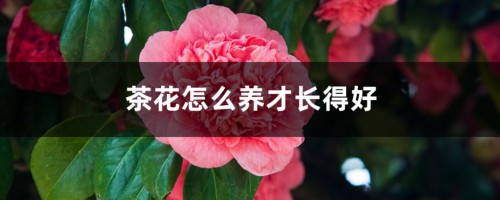 茶花怎么养才长得好