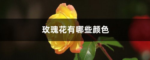 玫瑰花有哪些颜色