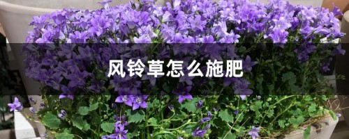 风铃草怎么施肥