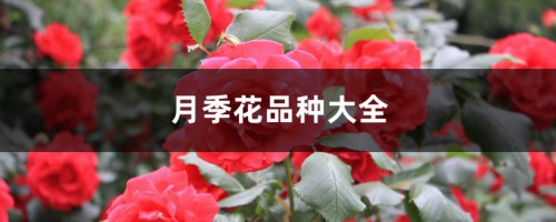 月季花品种大全