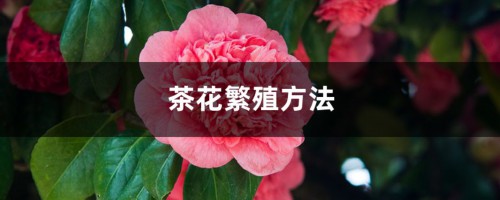 茶花繁殖方法，茶花如何繁殖