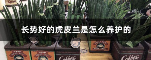 长势好的虎皮兰是怎么养护的，虎皮兰好养吗