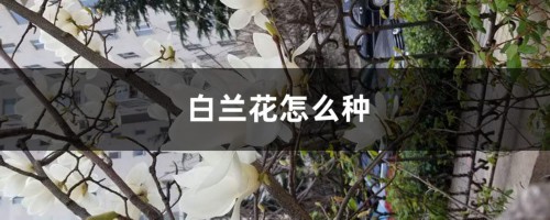 白兰花怎么种