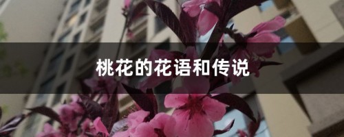 桃花的花语和传说