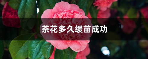 茶花多久缓苗成功