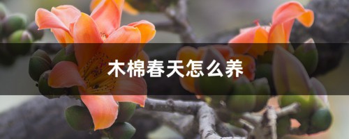 木棉春天怎么养