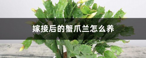 嫁接后的蟹爪兰怎么养