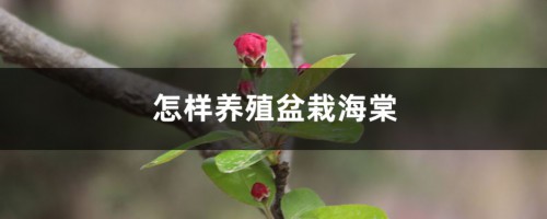 怎样养殖盆栽海棠