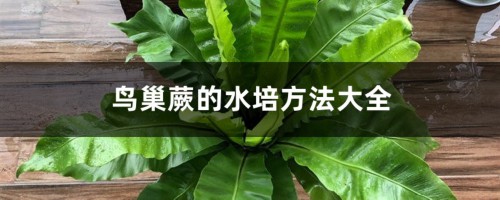 鸟巢蕨的水培方法大全