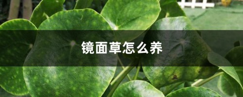 镜面草怎么养