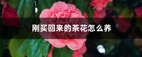 刚买回来的茶花怎么养