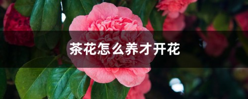 茶花怎么养才开花