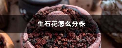 生石花怎么分株