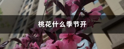 桃花什么季节开，桃花像什么