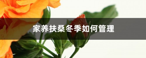 家养扶桑冬季如何管理