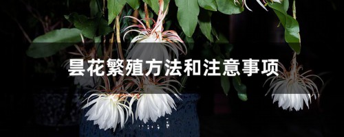 昙花的繁殖方法